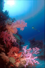 Rafy koralowe